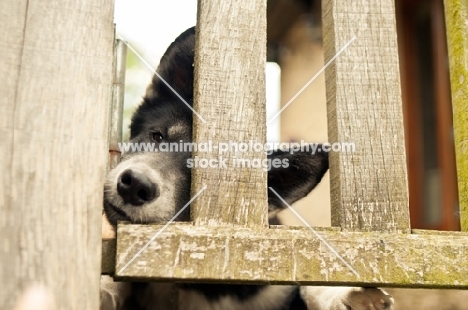 Husky Crossbred dog peering through fence