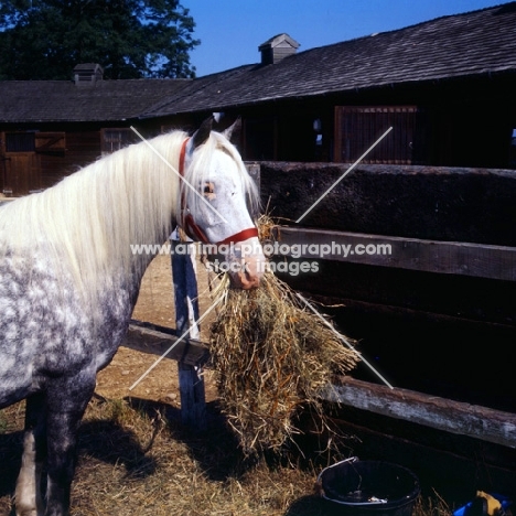welsh mountain pony eating from haynet