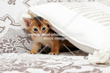 ruddy Abyssinian kitten under a cushion