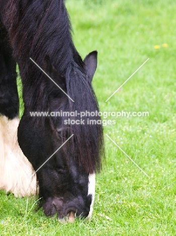 Shire horse grazing