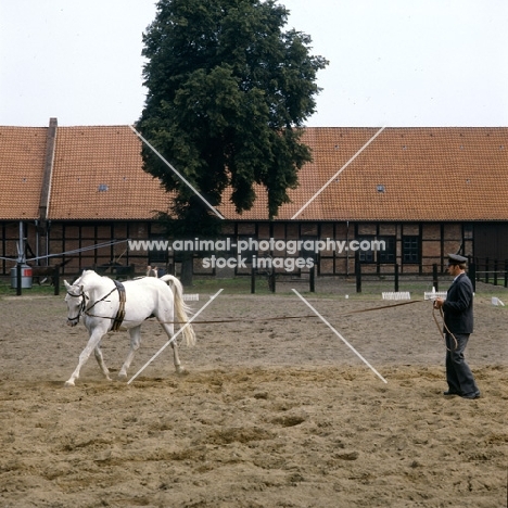Training Hanoverian on the lunge at Celle