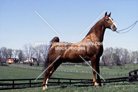 Sparkling Sultan, American Saddlebred in usa 