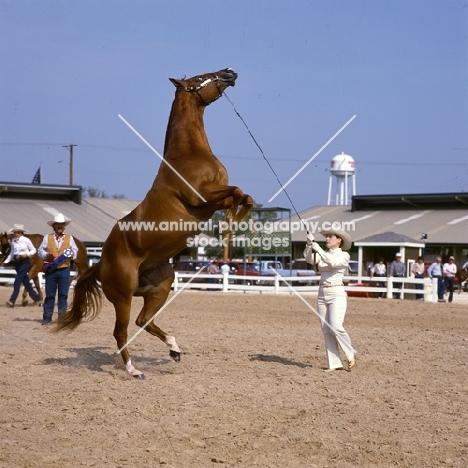 quarter horse rearing with handler in ring at tampa show usa