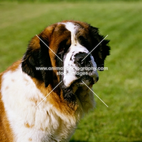 st bernard, ch lucky charm of whaplode (sue), head shot  