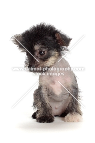 Chinese Crested puppy, lloking down