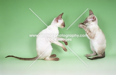 two cornish rex kittens playing