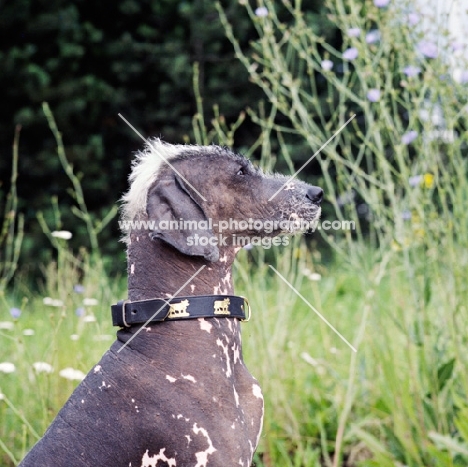 brilliant elimar cs, wonderful proud peruvian hairless dog, perro sin pelo del peru, wearing collar with cows, portrait