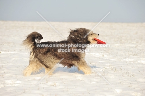 Polish Lowland Sheepdog running with frisbee on snow