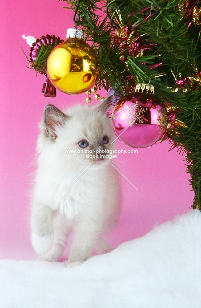 Ragdoll kitten under Christmas tree