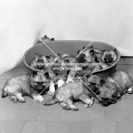 litter of keeshond puppies, from rhinevale, in and around dog bed