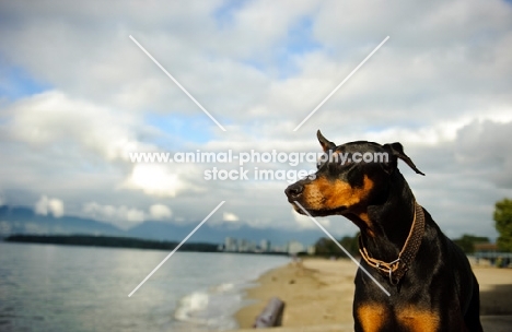 Dobermann on shore