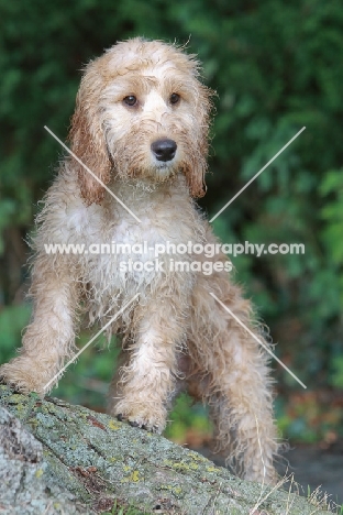 young Cockapoo