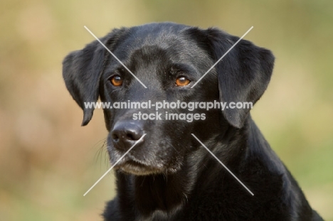 black Labrador Retriever portrait