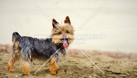 Yorkshire Terrier on beach