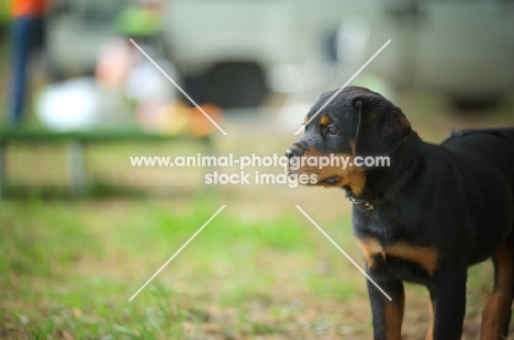 Rottweiler puppy standing and looking ahead