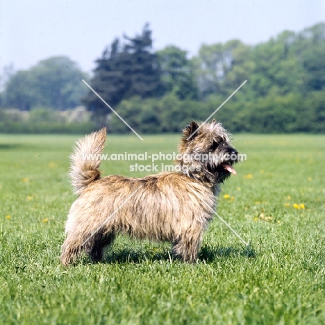 cairn terrier standing in a field