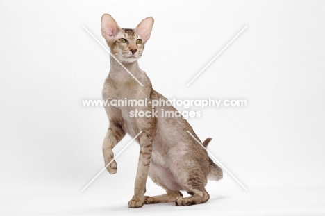 Oriental Shorthair full body, Chocolate Silver Ticked Tabby, sitting