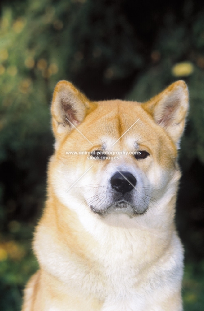 Akita Inu front view