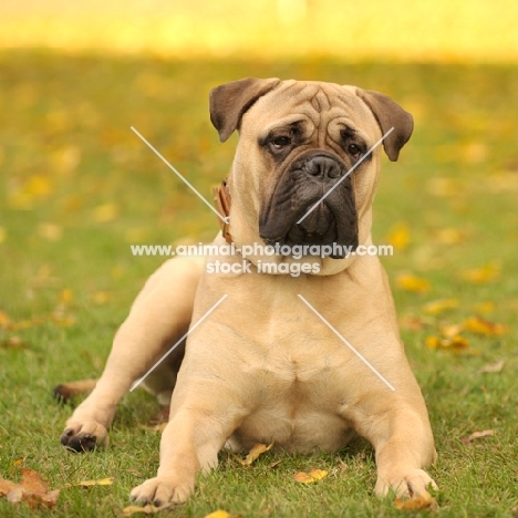 Champion Bullmastiff on grass