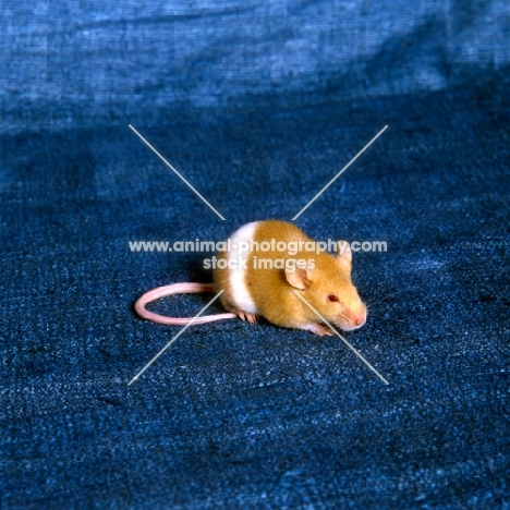 parti coloured red and white mouse