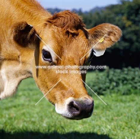 jersey cow head study