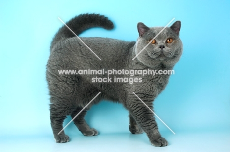 blue british shorthair cat standing