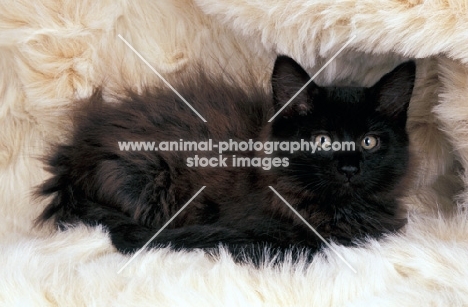 fluffy black Norwegian Forest kitten
