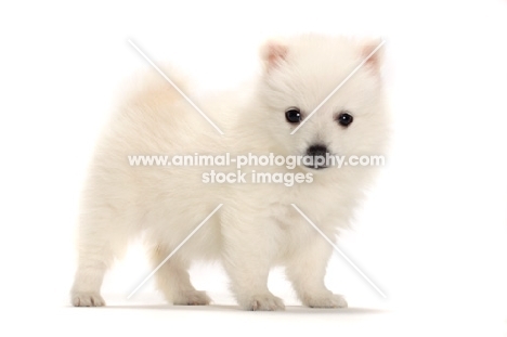 Japanese Spitz puppy standing on white background