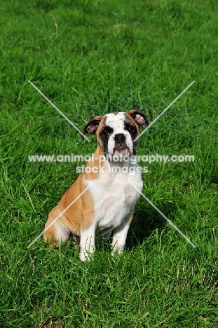 Continental Bulldog sitting on grass