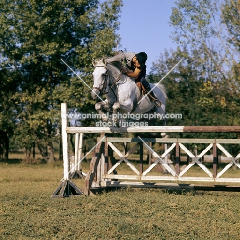 tersk jumping at stavropol stud farm, russia