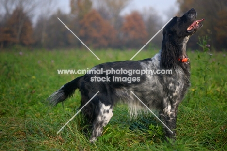 black and white English Setter posing in a field of grass