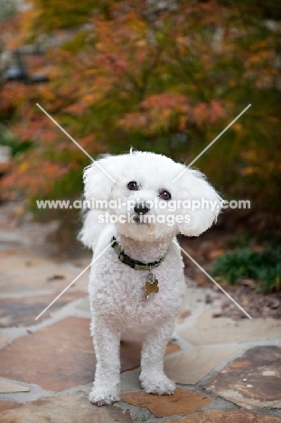 bichon frise standing