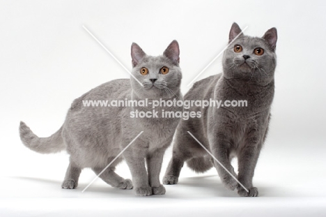 two Chartreux cats standing onwhite background