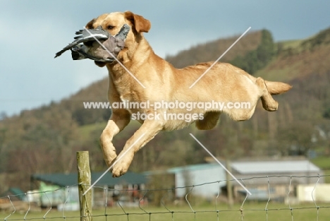 Labrador Retriever with bird