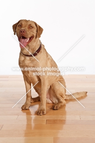 Chesapeake Bay Retriever, mouth open