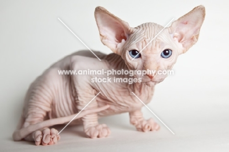 wrinkly sphynx