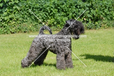 Kerry blue terrier on grass