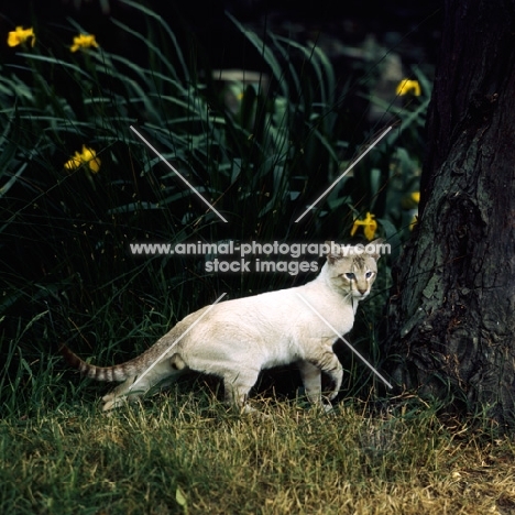 ch reoky jnala,tabby point siamese cat prowling