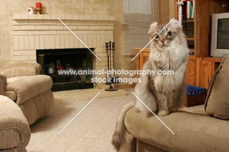 American Curl on furniture