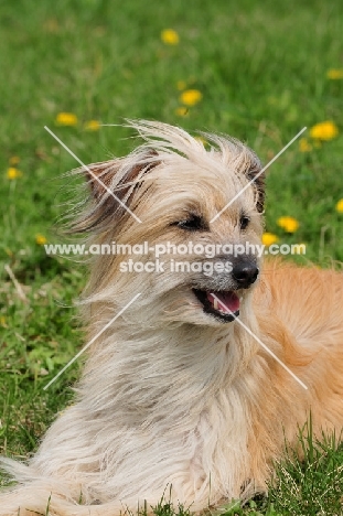 Pyrenean Sheepdog