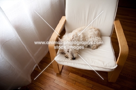 Ungroomed wheaten Scottish Terrier puppy lying on bentwood chair in front of window.