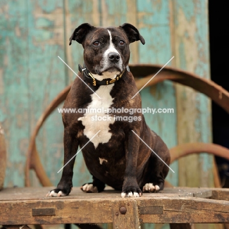 staffordshire bull terrier on a farm