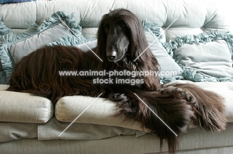 black Afghan Hound on sofa