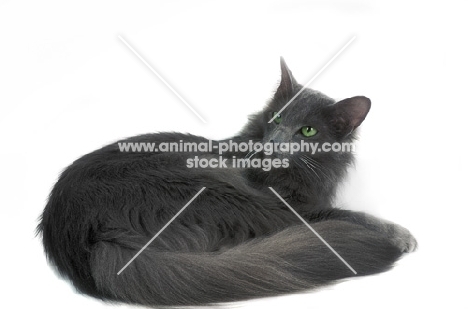 blue Javanese cat (aka Angora or Oriental Longhair) on white background