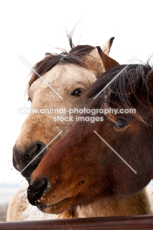 Morgan horses