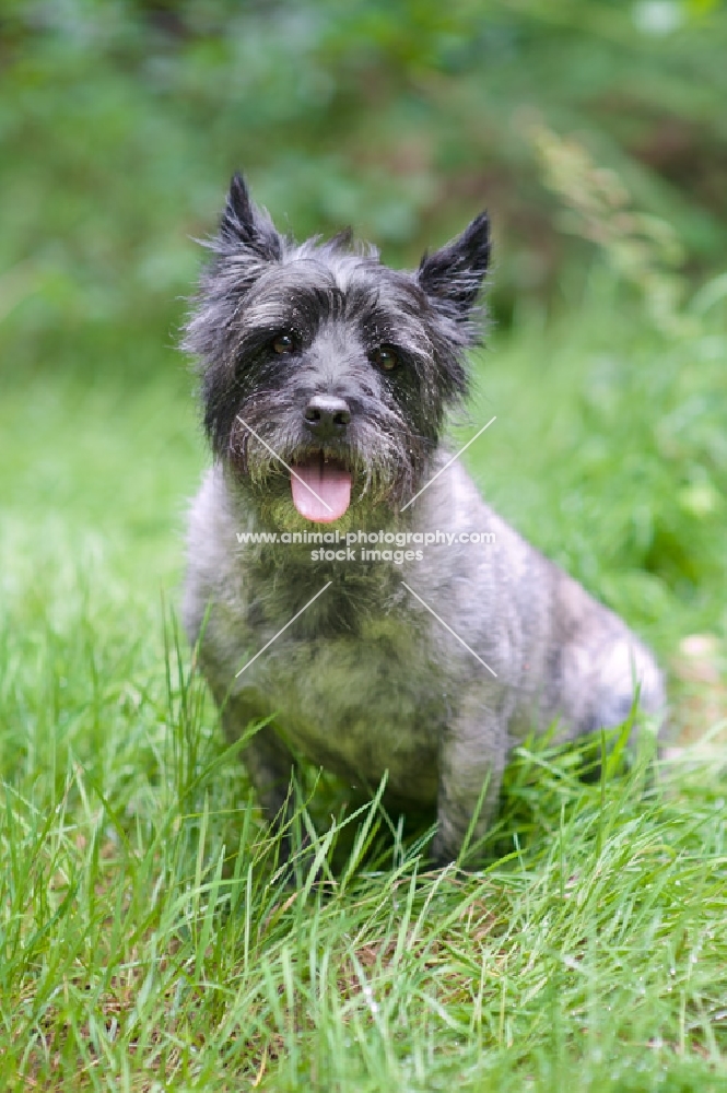 Cairn Terrier catching his breath, sitting in the grass.