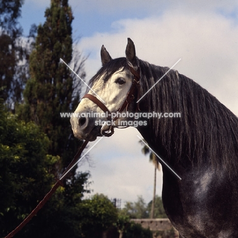 Barb stallion at Temara head study