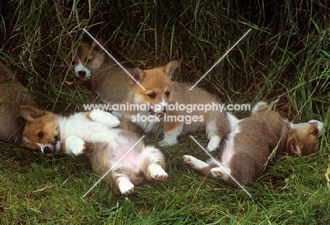 four pembroke corgi puppies in long grass