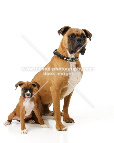Boxer with her pup