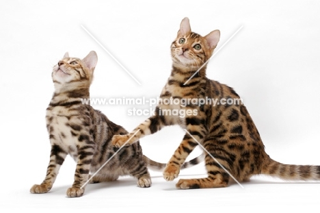 young Bengal cats